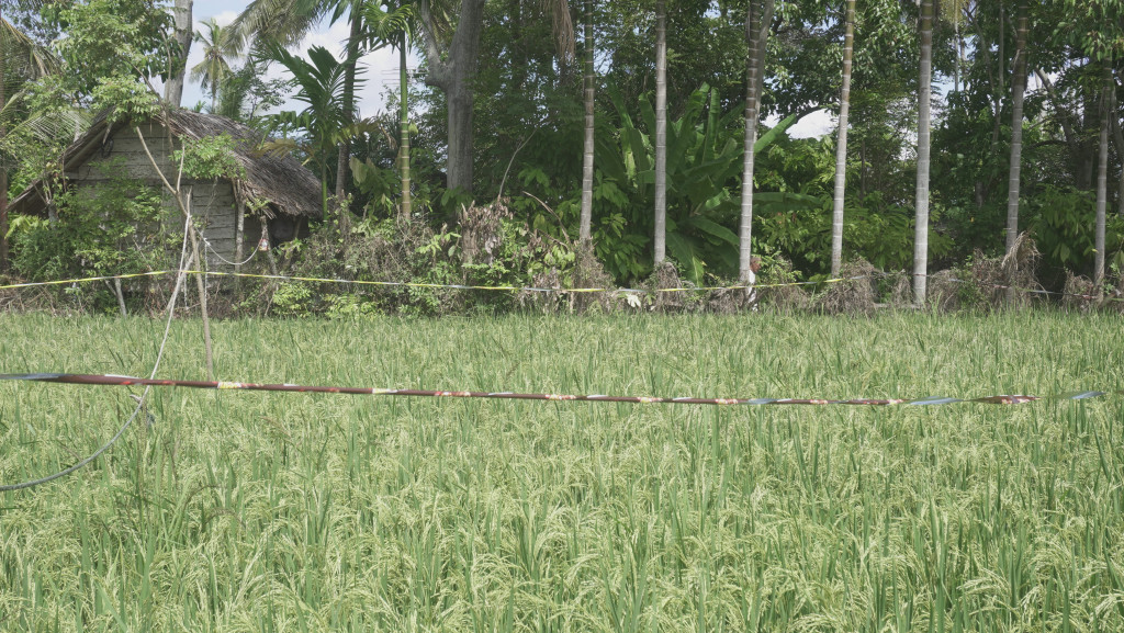 Sawah milik salah satu warga desa Lamnga